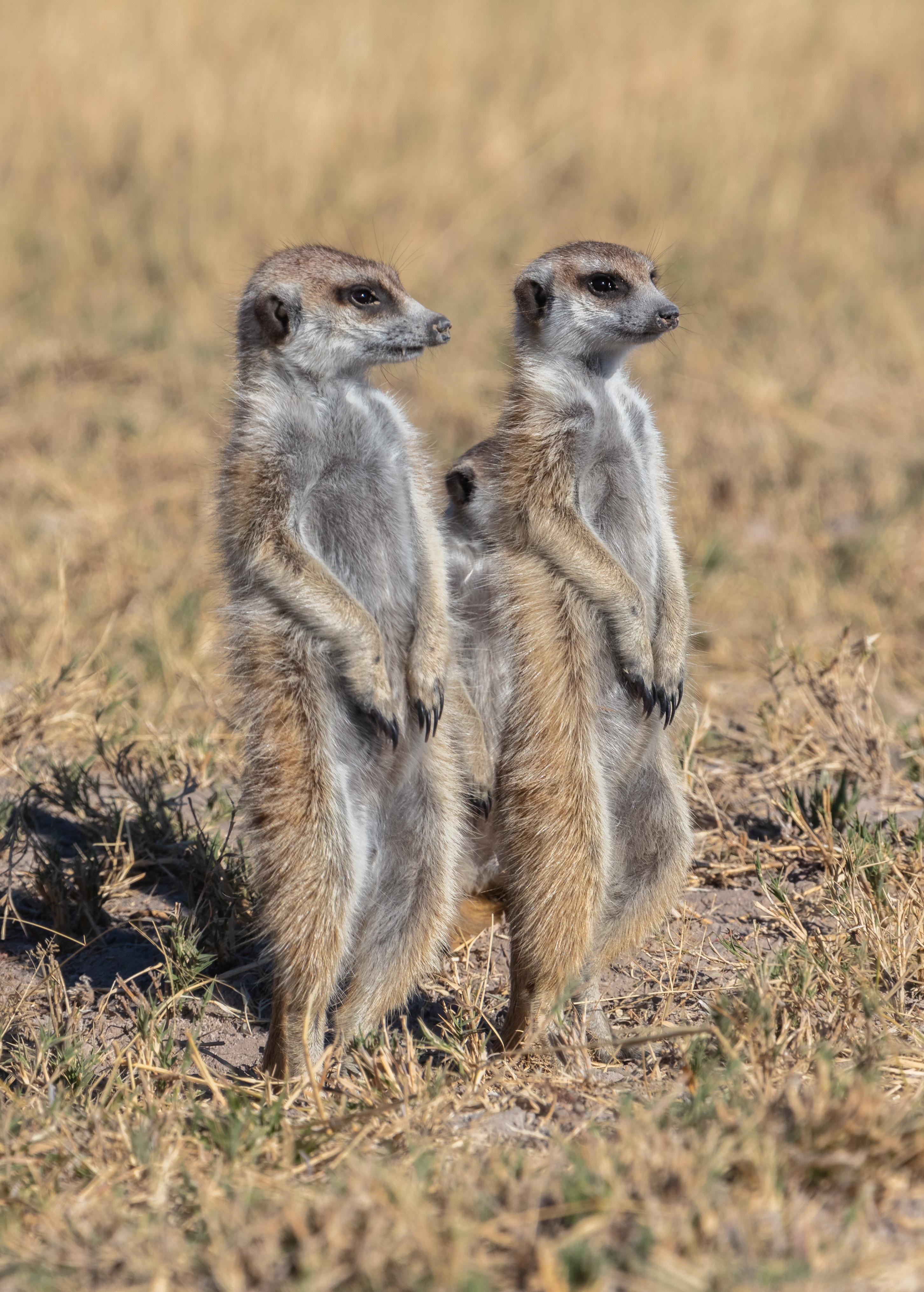 A suricata standing sentinel in the Kalahari